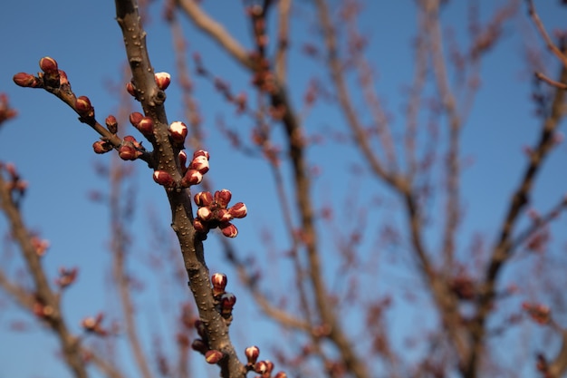 Close-up of a blooming branch