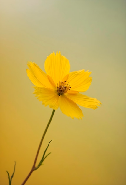 Free photo close up on blooming flower in nature