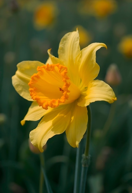 Free photo close up on blooming flower in nature