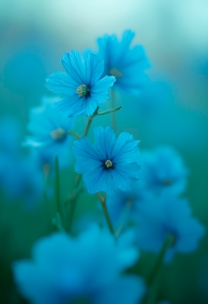 Close up on blooming flower in nature