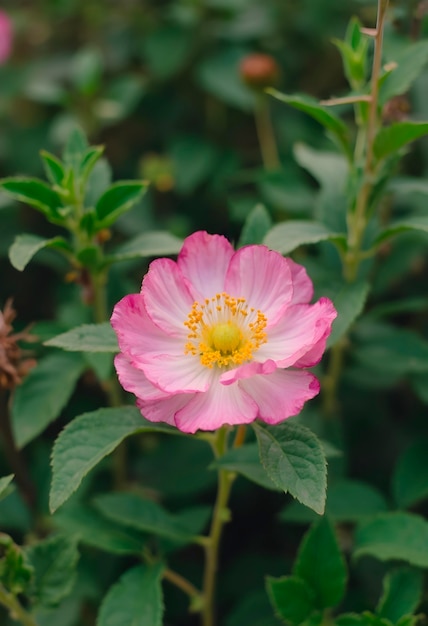 Close up on blooming flower in nature