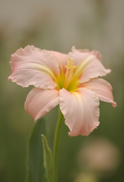 Close up on blooming flower in nature