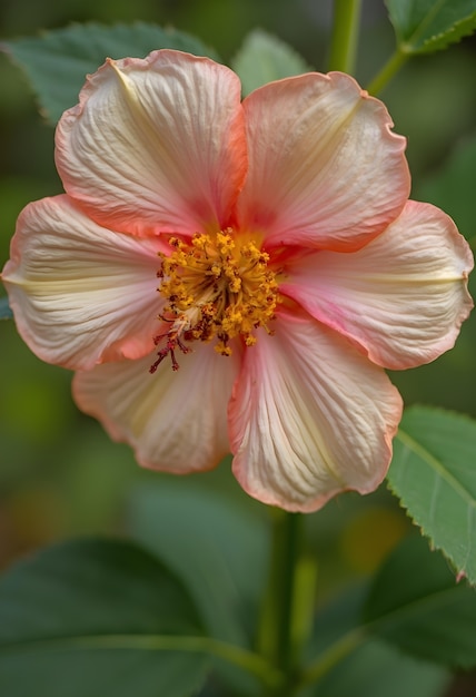 Close up on blooming flower in nature