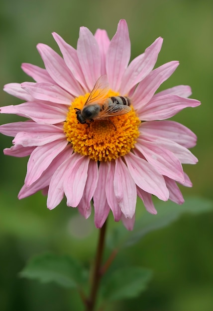 Free photo close up on blooming flower in nature