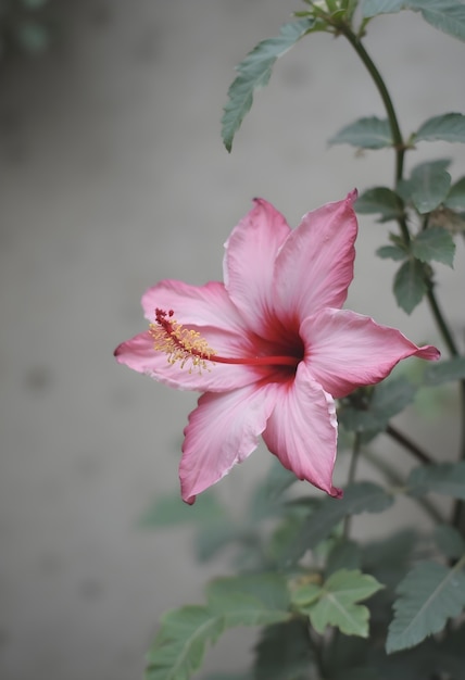 Close up on blooming flower in nature