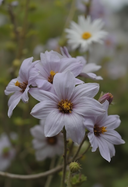 Close up on blooming flower in nature