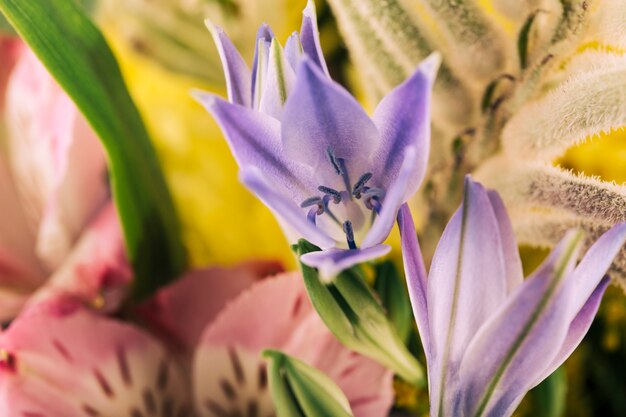 Free photo close-up of blooming flowers