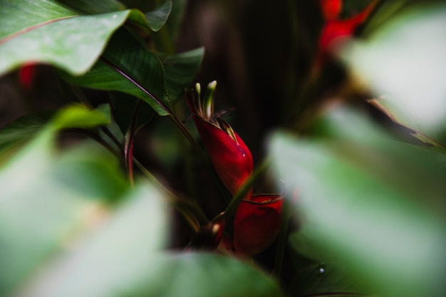 Close-up blooming plant