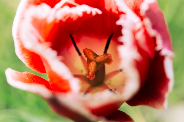 Free photo close-up of a blooming red tulip flower