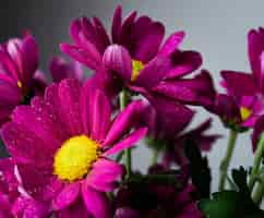 Free photo close-up blooming spring flowers