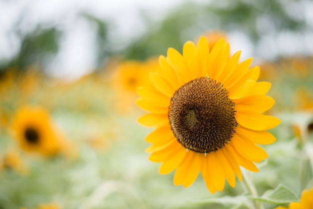 Close up of blooming sunflower in the field with blurred nature background.