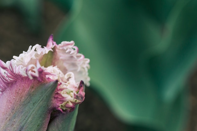 Free photo close-up of a blooming tulip flower