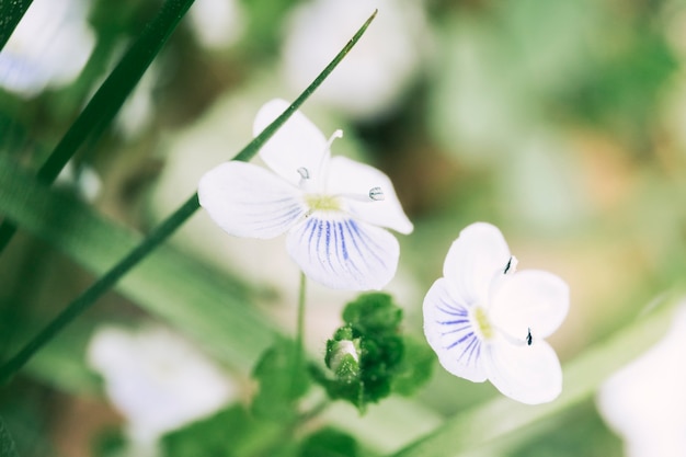 Close-up of blooming white flower