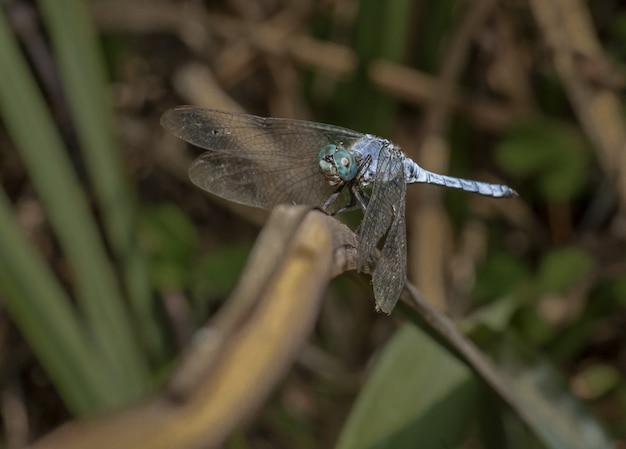 Free photo close up of blue dragonfly on plant