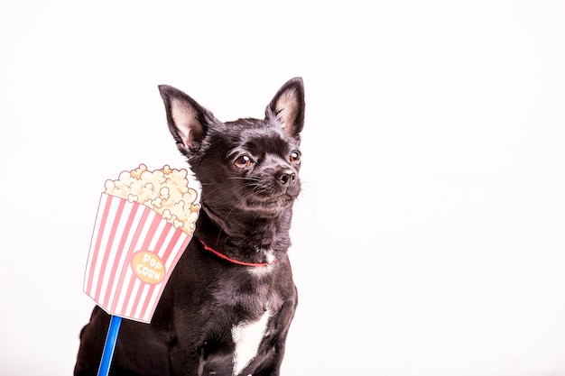 Free photo close-up of a boston terrier dog with popcorn