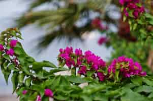 Free photo close up of bougainvillea purple flowers in turkey