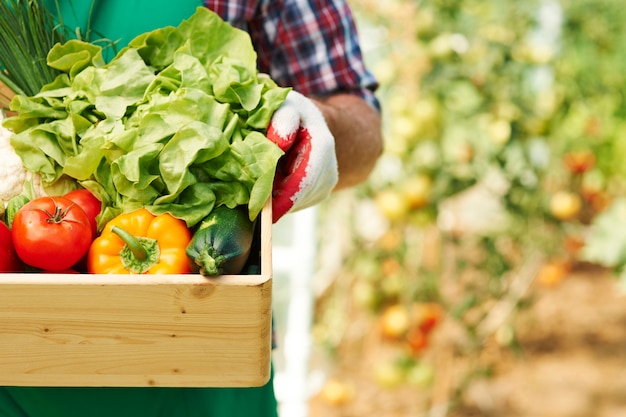 Close up of box with ripe vegetables