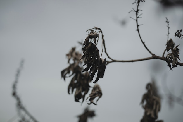 Close-up branch with dried fall leaves