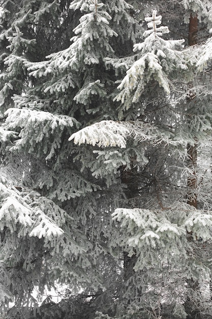 Free photo close-up branches of frozen leaves