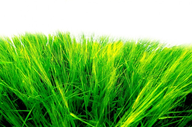 Free photo close-up of bright lawn