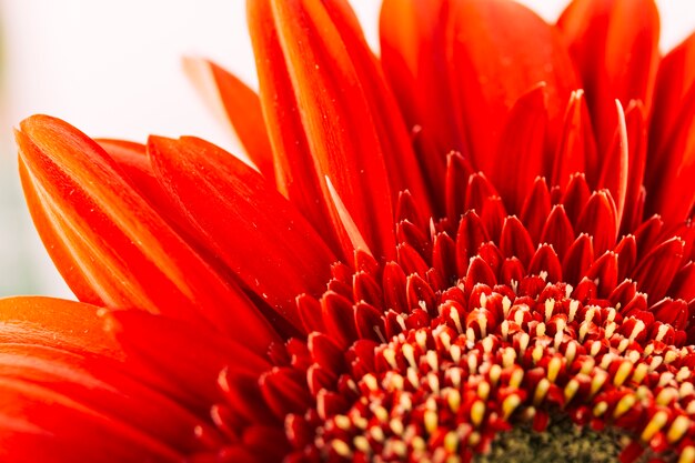 Close-up of a bright red gerbera