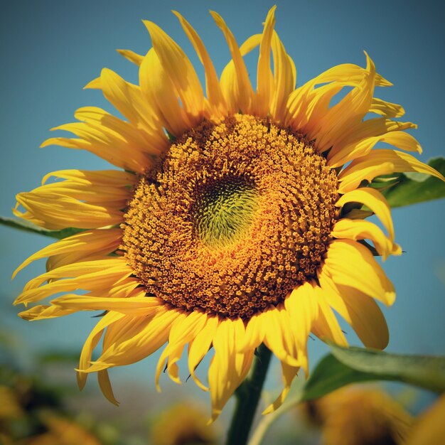 "Close-up bright sunflower"