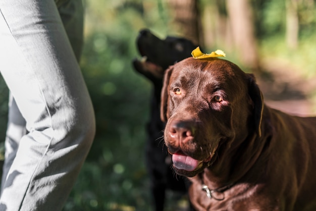 Close-up of a brown dog with autumn leaf on his head