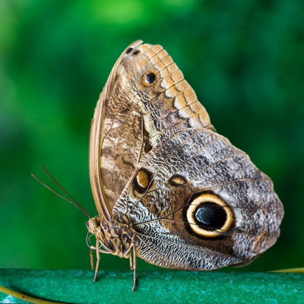 Free photo close up buckeye butterfly with blurry background