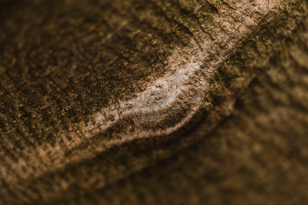 Free Photo close-up bump on bark