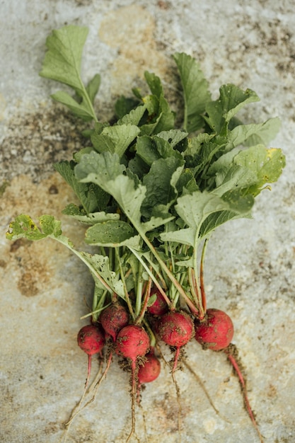 Free photo close-up bunch of fresh radishes