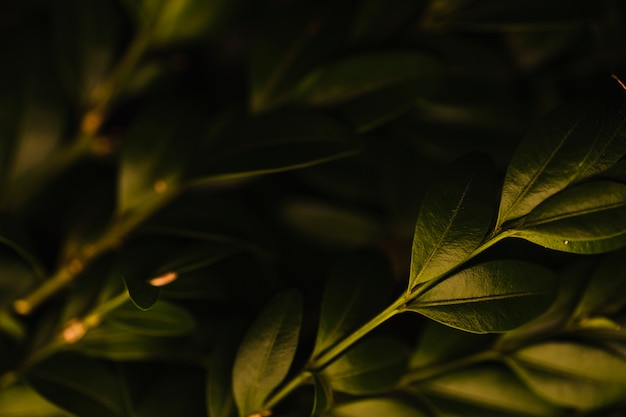 Free photo close-up bunch of sprigs