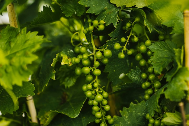 Free photo close up bunch of young grapes