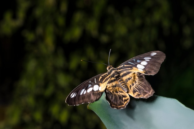 Free photo close up butterfly on a leaf