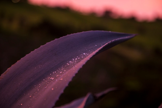 Close-up of cactus plant with dew drop in rainforest