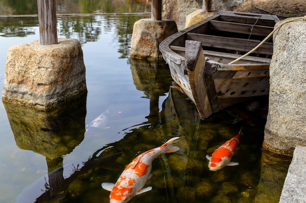 Close-up of carps in the pond