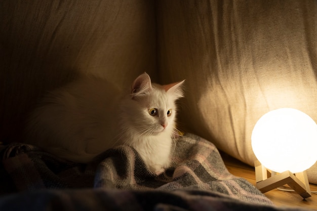 Close up on cat  near light bulb