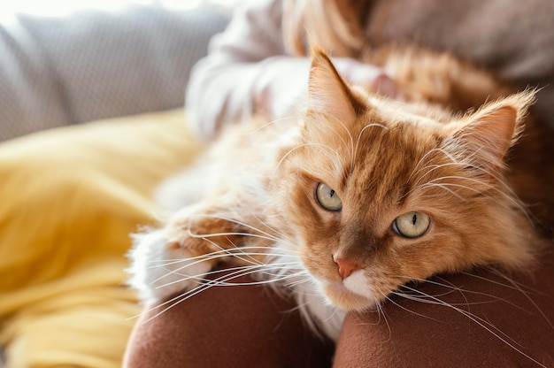 Close up cat sitting on owner