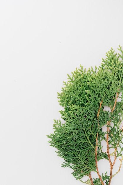 Close-up of cedar twigs isolated on white backdrop