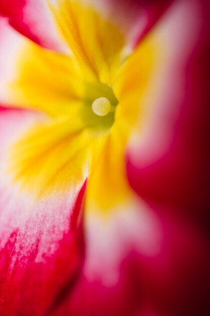 Close-up center of flower