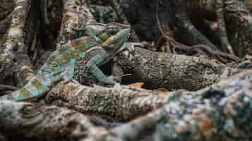 Free photo close up chameleon in nature