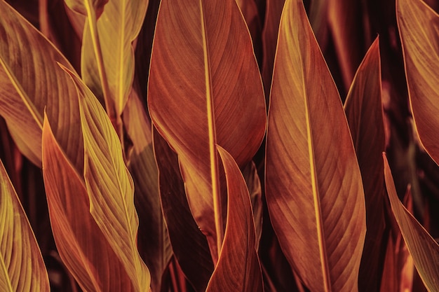 Close up of Cigar flower leaves