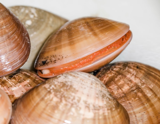 Close-up of clams at market