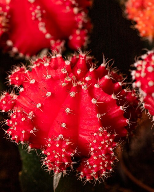 Close-up of colored cactus plant