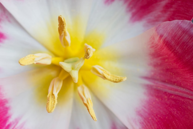 Close-up of colored flower