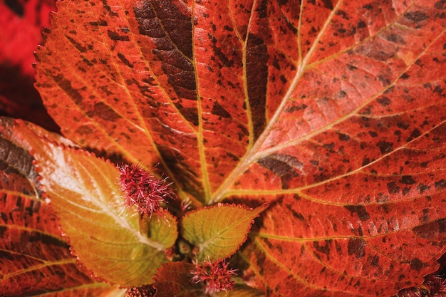 Free Photo close-up of colored plant foliage