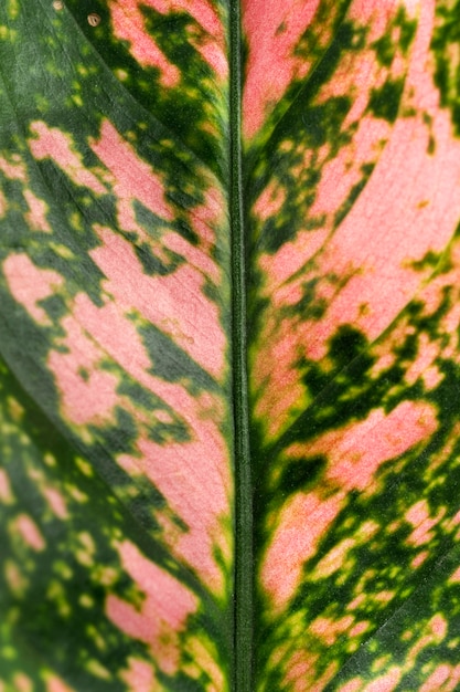 Free Photo close-up of colored plant leaf