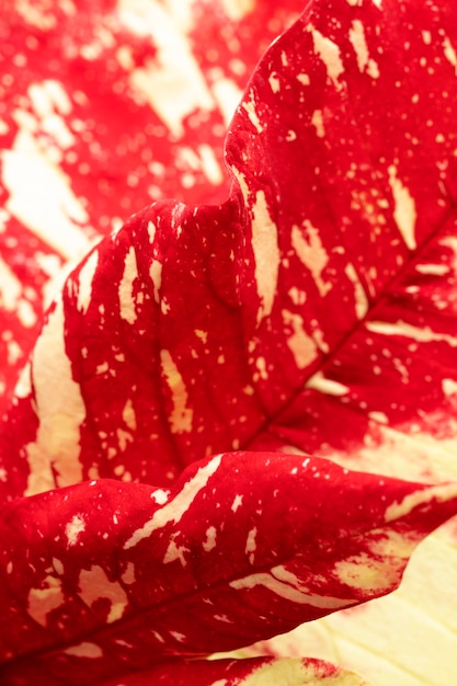 Close-up of colored plant leaf