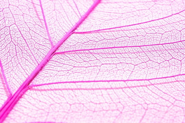 Free Photo close-up of colored plant leaf