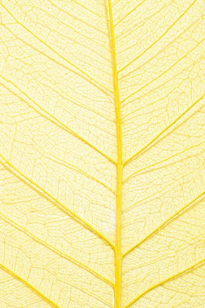 Free photo close-up of colored plant leaf