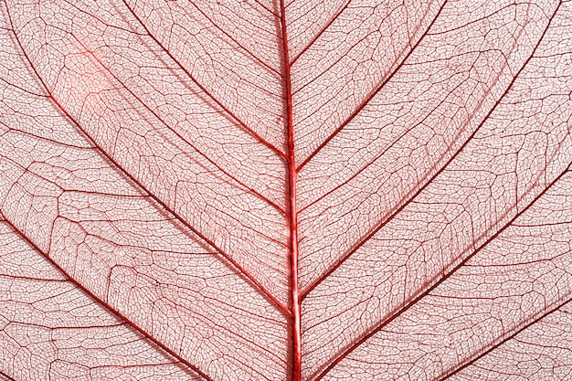 Close-up of colored plant leaf